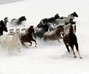 yapboz Herd atlar kar içinde çalışan